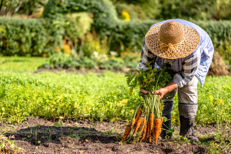 Vedic Farming