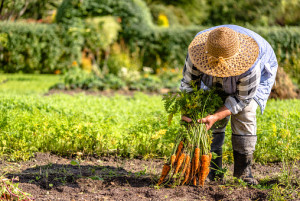 Vedic Farming